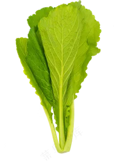 小白菜蔬菜