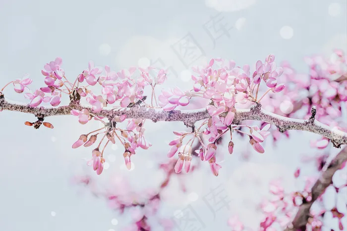 春天的背景是粉红色的樱花枝。美丽的自然风光