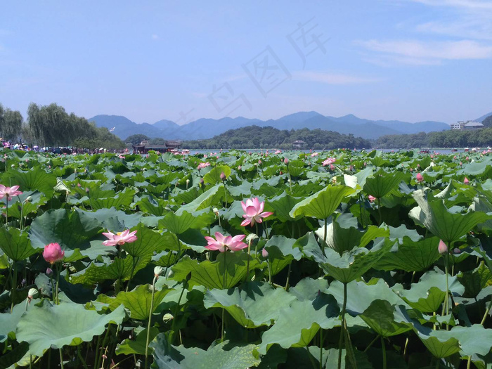 西湖夏季的荷花