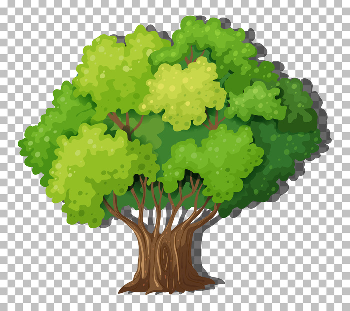 在透明背景上隔离的树