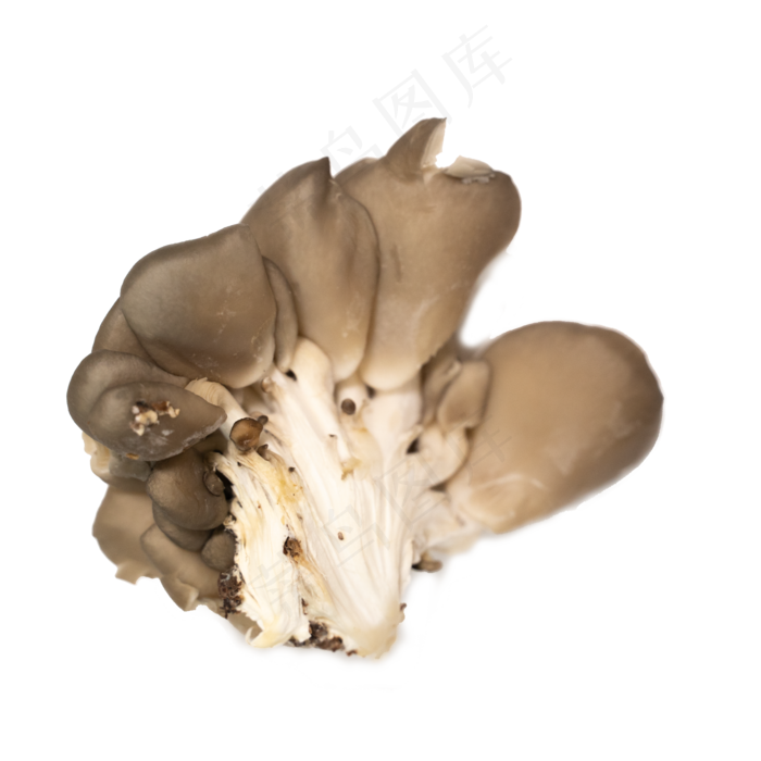 菌类蔬菜摄影实拍平菇