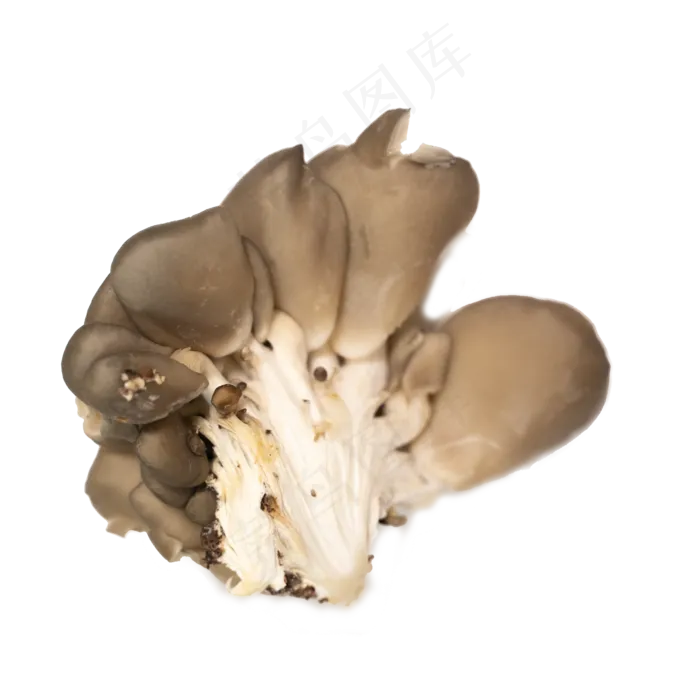 菌类蔬菜摄影实拍平菇(2000X2000(DPI:300))