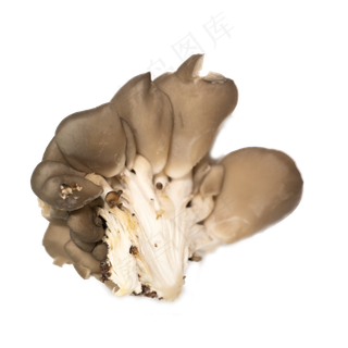 菌类蔬菜摄影实拍平菇