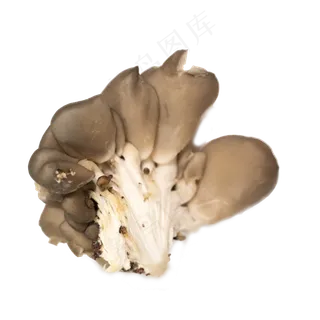 菌类蔬菜摄影实拍平菇