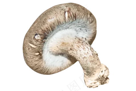 食材食物蔬菜蘑菇香菇