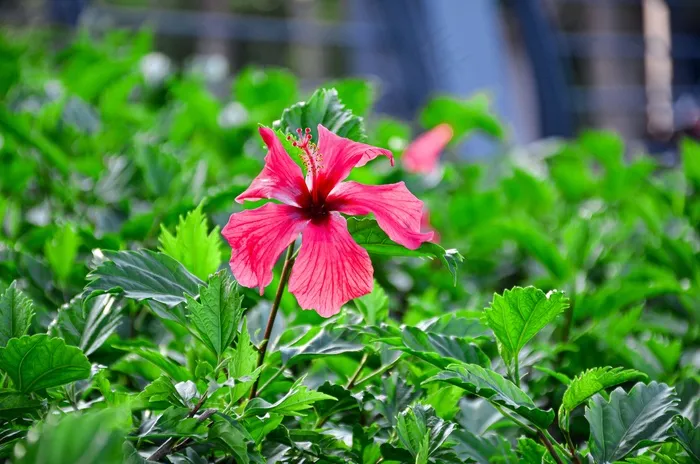 绿色植物一点红花