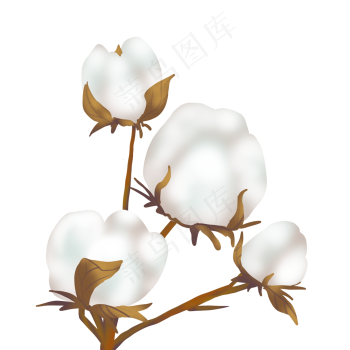 二十四节气寒露棉花