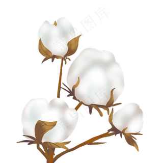 二十四节气寒露棉花