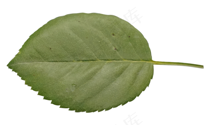 秋天植物树叶