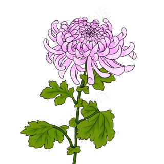 粉色菊花手绘PNG素材