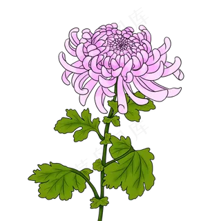 粉色菊花手绘PNG素材