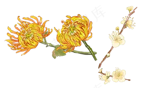 水彩风菊花腊梅花组合