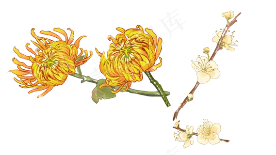 水彩风菊花腊梅花组合 水彩风菊花腊梅花组合