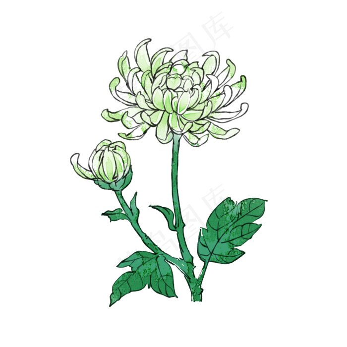 重阳节花卉菊花