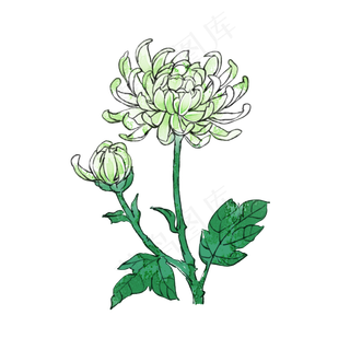 重阳节花卉菊花