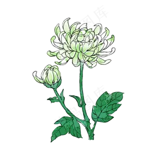 重阳节花卉菊花