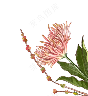 重阳节秋季菊花