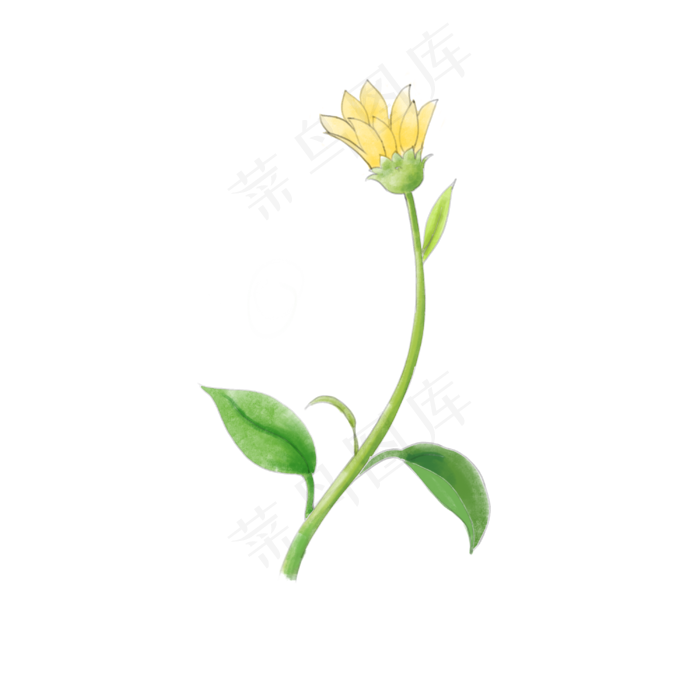 秋天淡黄色水彩手绘花卉洋姜花