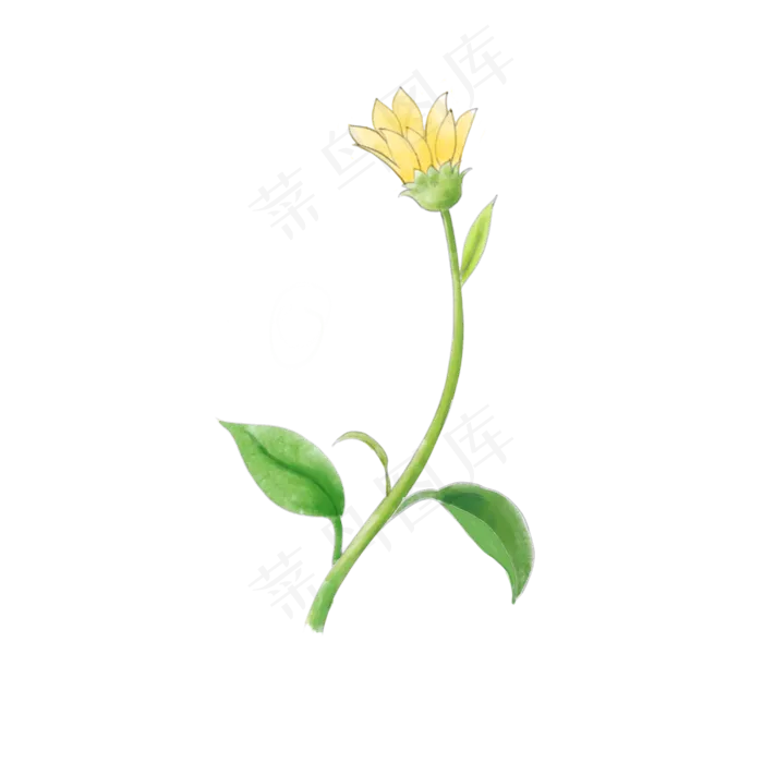 秋天淡黄色水彩手绘花卉洋姜花(3000X3000(DPI:299))psd模版下载