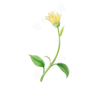 秋天淡黄色水彩手绘花卉洋姜花