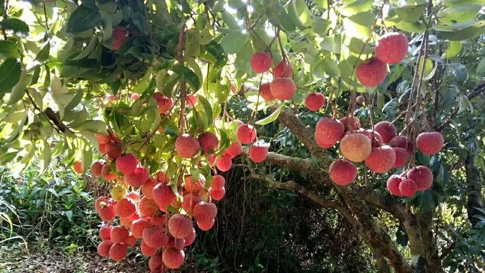 夏季荔枝丰收