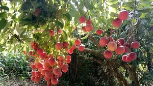 夏季荔枝丰收