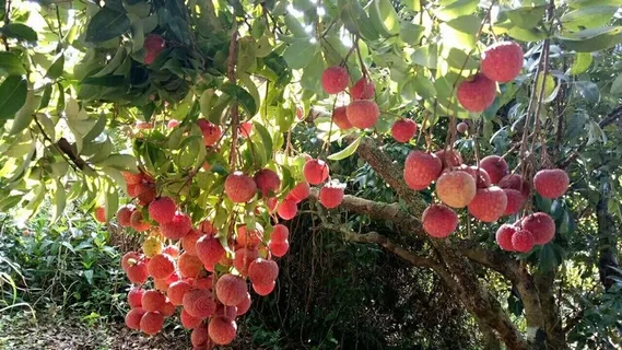 夏季荔枝丰收 夏季荔枝丰收