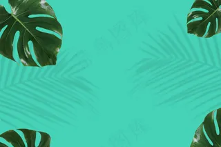 新鲜的绿色龟背竹叶背景