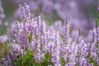 在户外盛开的鲜艳的粉红色杂色