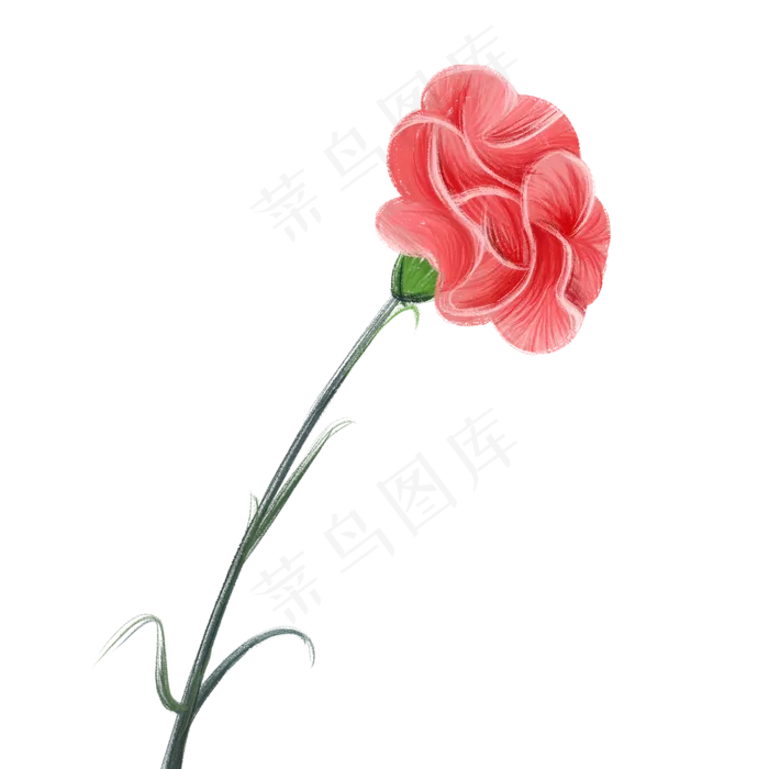 教师节手绘一朵康乃馨(2000X2000(DPI:300))psd模版下载