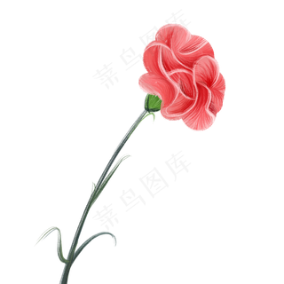 教师节手绘一朵康乃馨