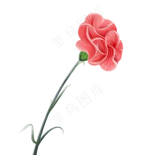 教师节手绘一朵康乃馨 教师节手绘一朵康乃馨