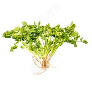 有机蔬菜香菜