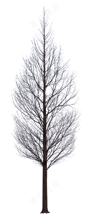 冬天景观行道树