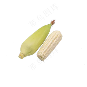 农作物玉米苞米