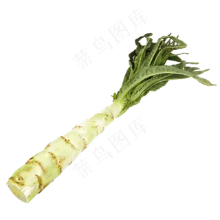 莴苣莴笋