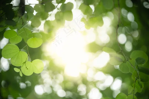 在模糊的绿色背景上的自然风景绿色兰花树叶特写 在模糊的绿色背景上的自然风景绿色兰花树叶特写
