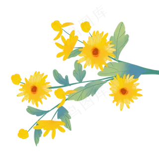 重阳节黄色菊花