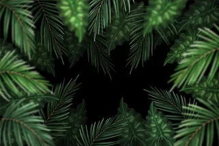 真实的深色热带树叶背景