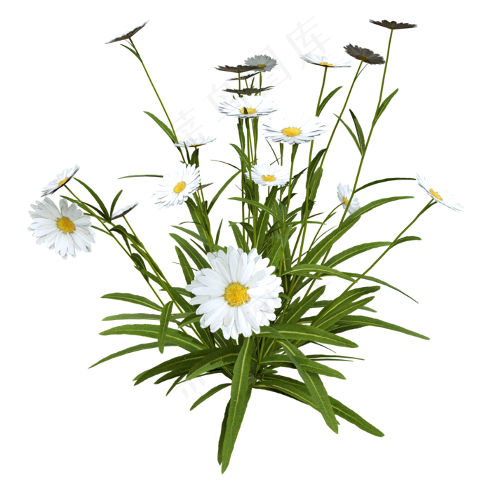 寒露白色野菊花(2000*2000px 300 dpi )