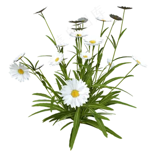 寒露白色野菊花