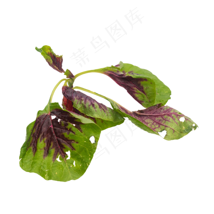 苋菜小米菜(3000X3000(DPI:300))