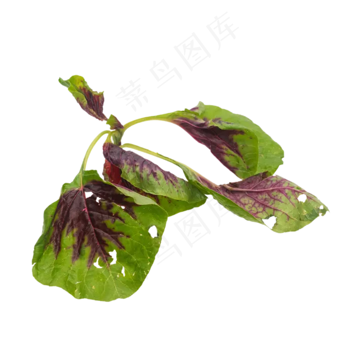 苋菜小米菜(3000X3000(DPI:300))