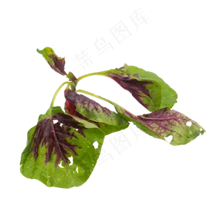 苋菜小米菜 苋菜小米菜