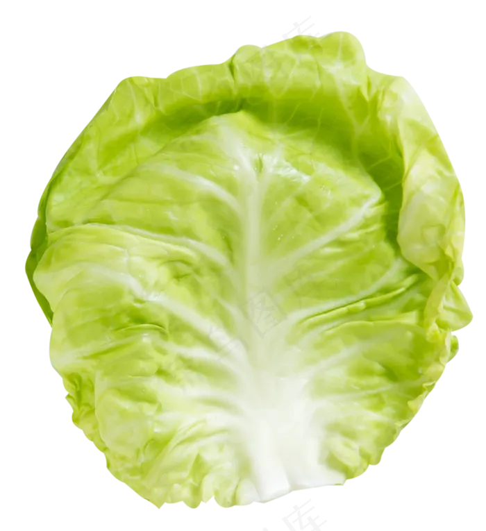 圆白菜蔬菜(2057X2248(DPI:300))psd模版下载