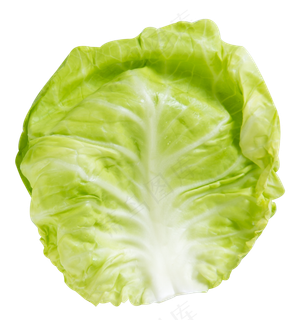 圆白菜蔬菜