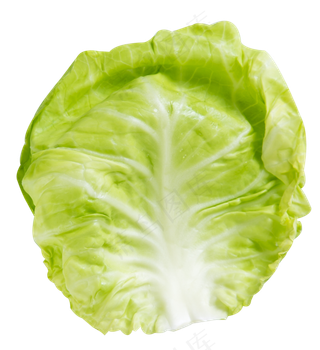 圆白菜蔬菜