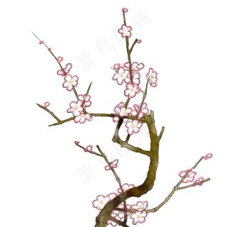 梅花枝干高清手绘免扣图