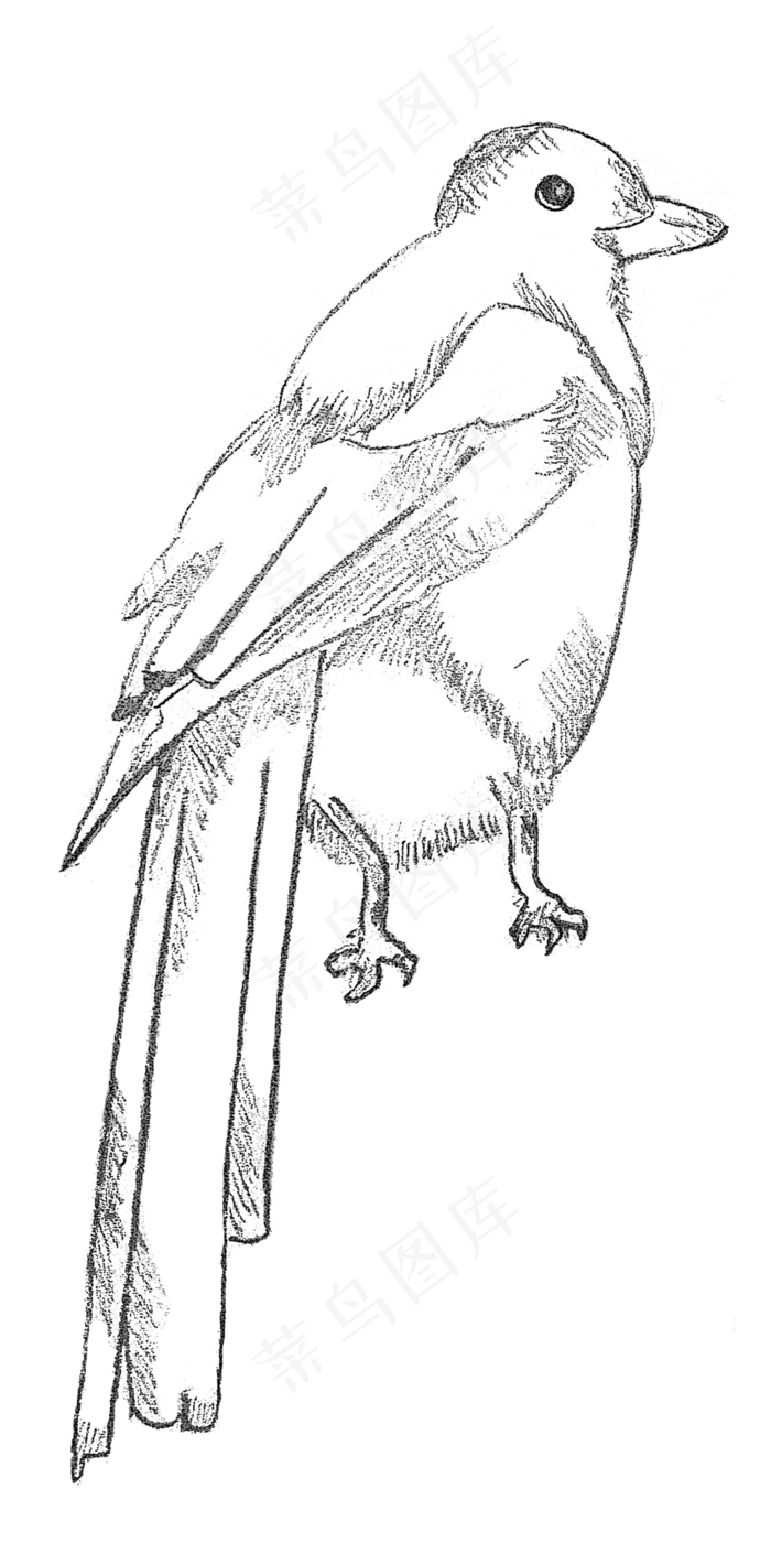 手绘素描七夕喜鹊鸟元素