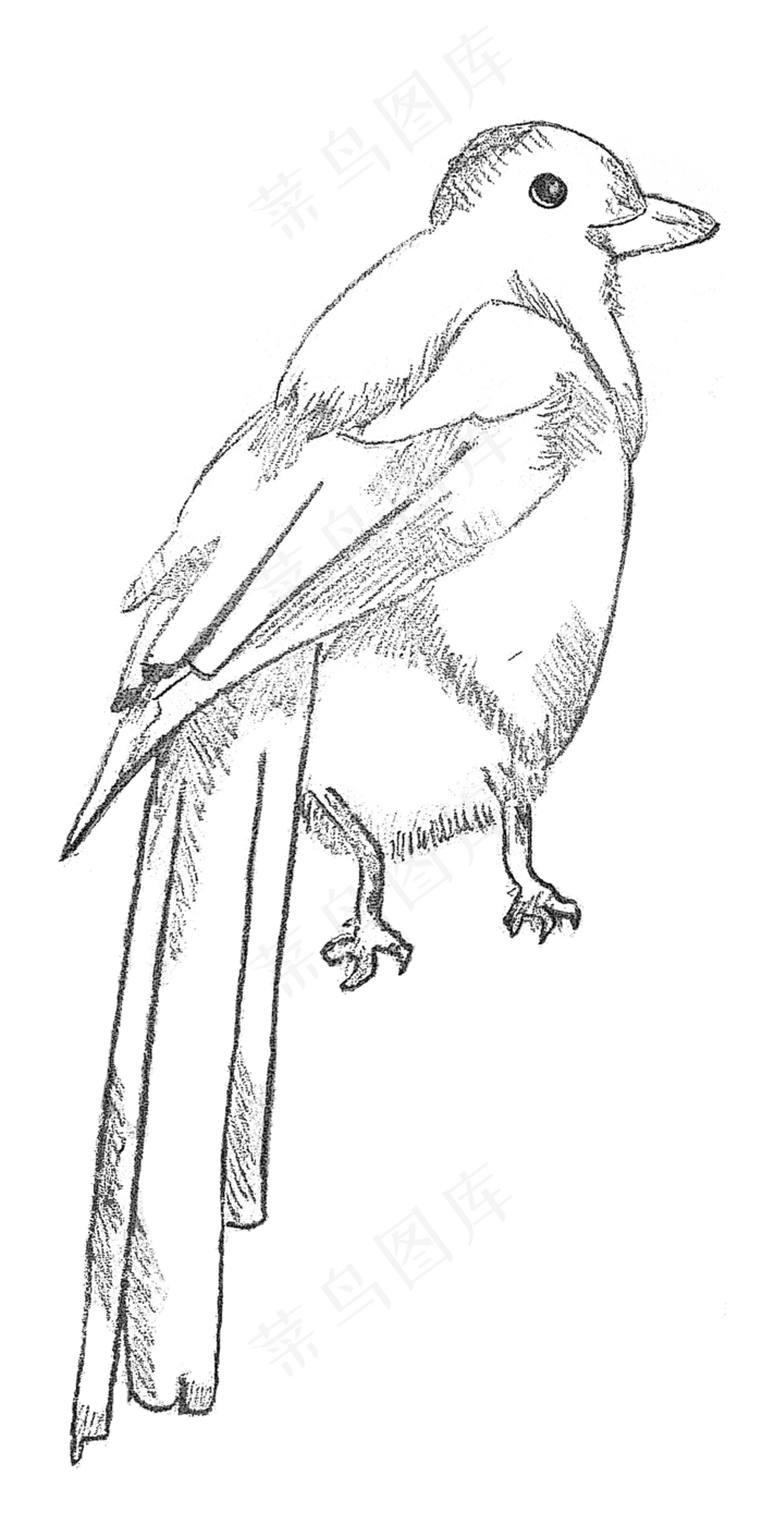 手绘素描七夕喜鹊鸟元素(2000X4000(DPI:300))psd模版下载